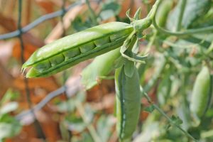 Best Fertilizer For Growing Peas