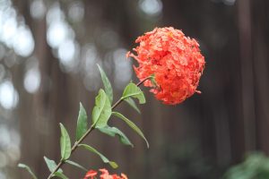 Best Fertilizer For Ixora