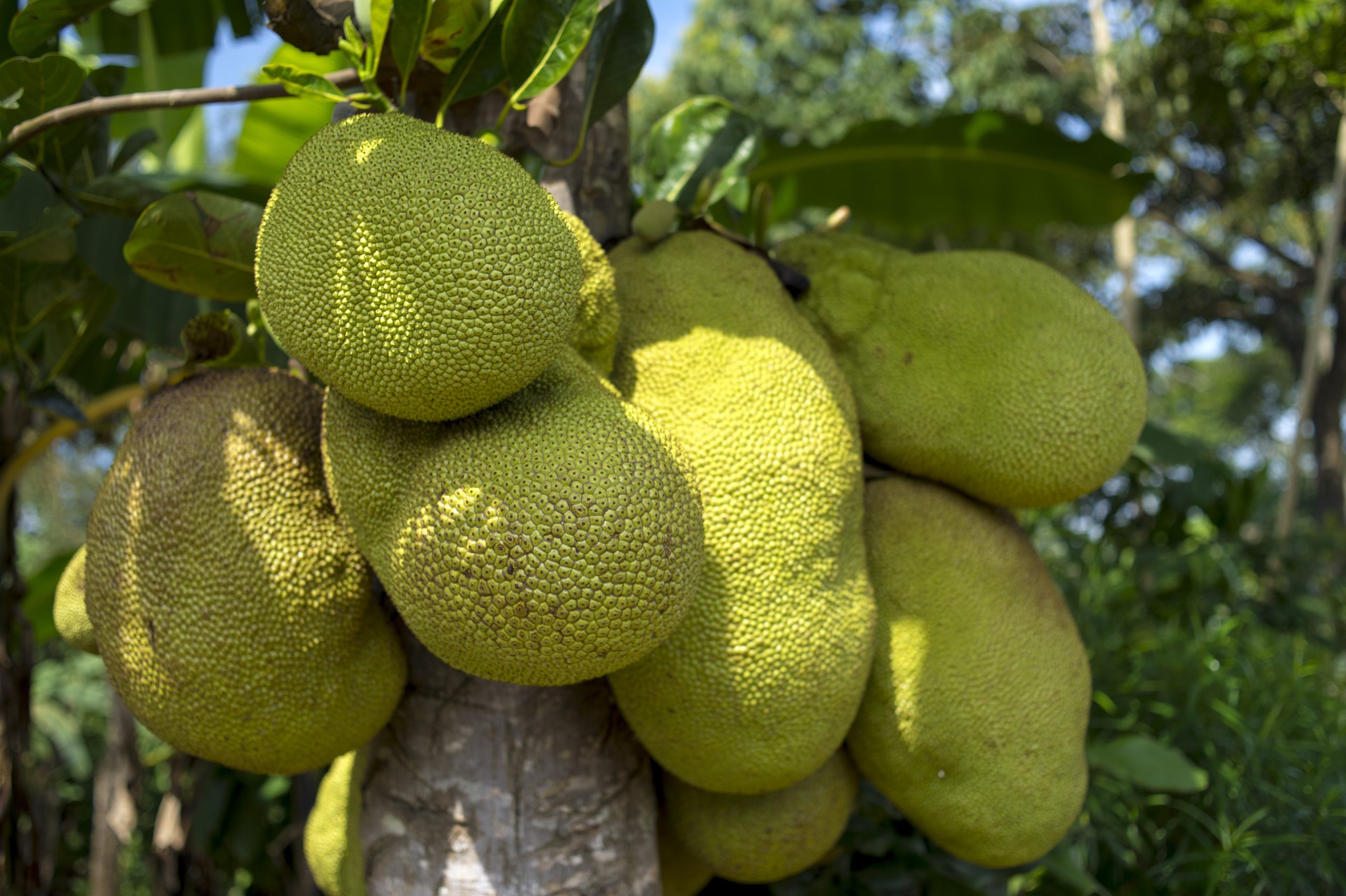 Best Fertilizer For Jackfruit Tree