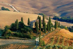 Best Fertilizer For Italian Cypress