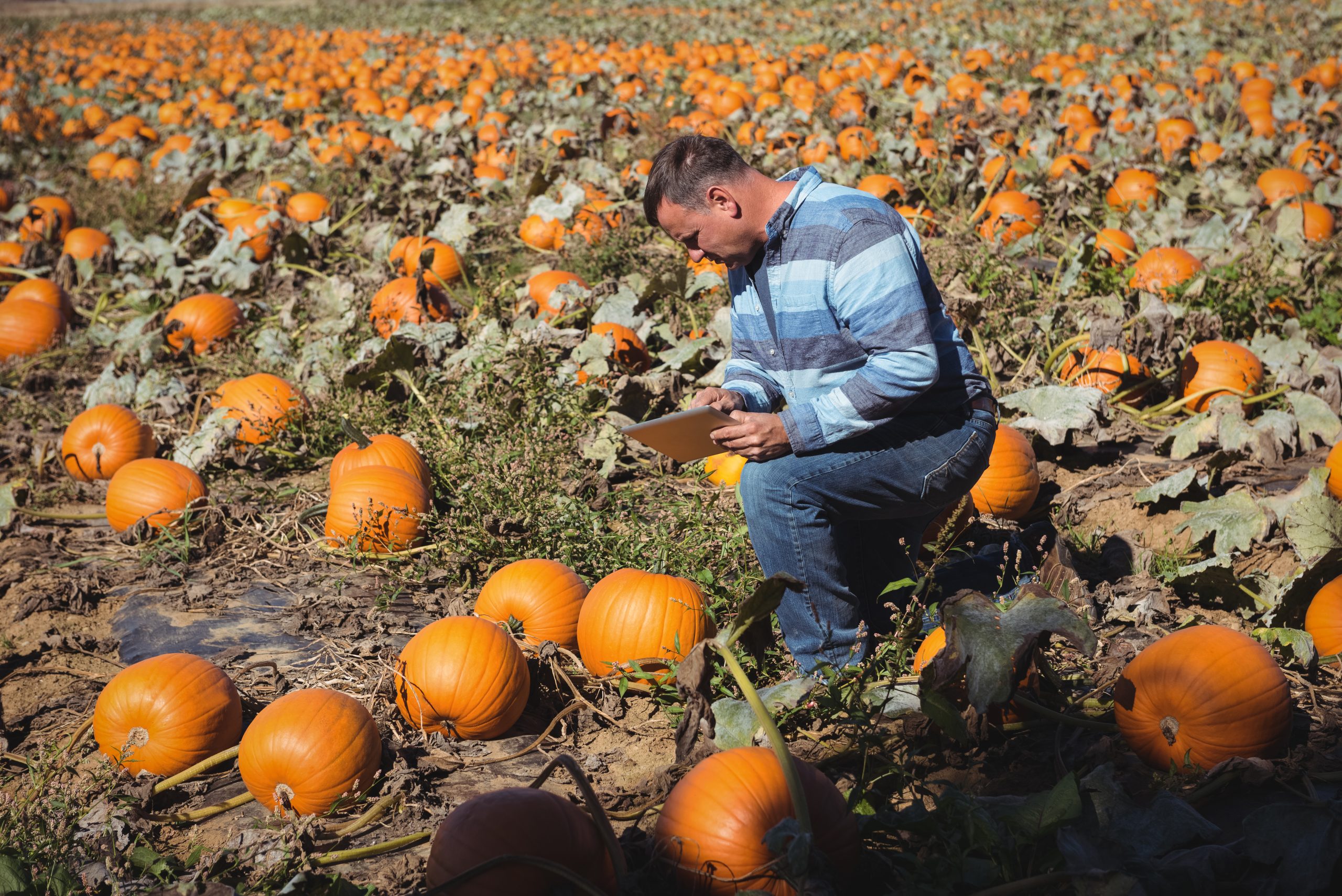 Pre Emergent Herbicide For Pumpkins