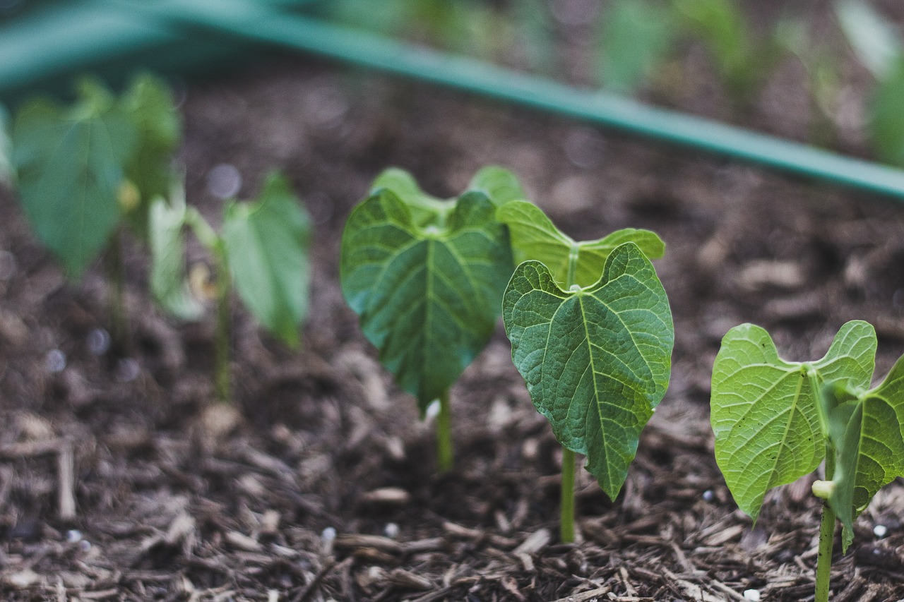 Best Fertilizer For Beans And Tomatoes