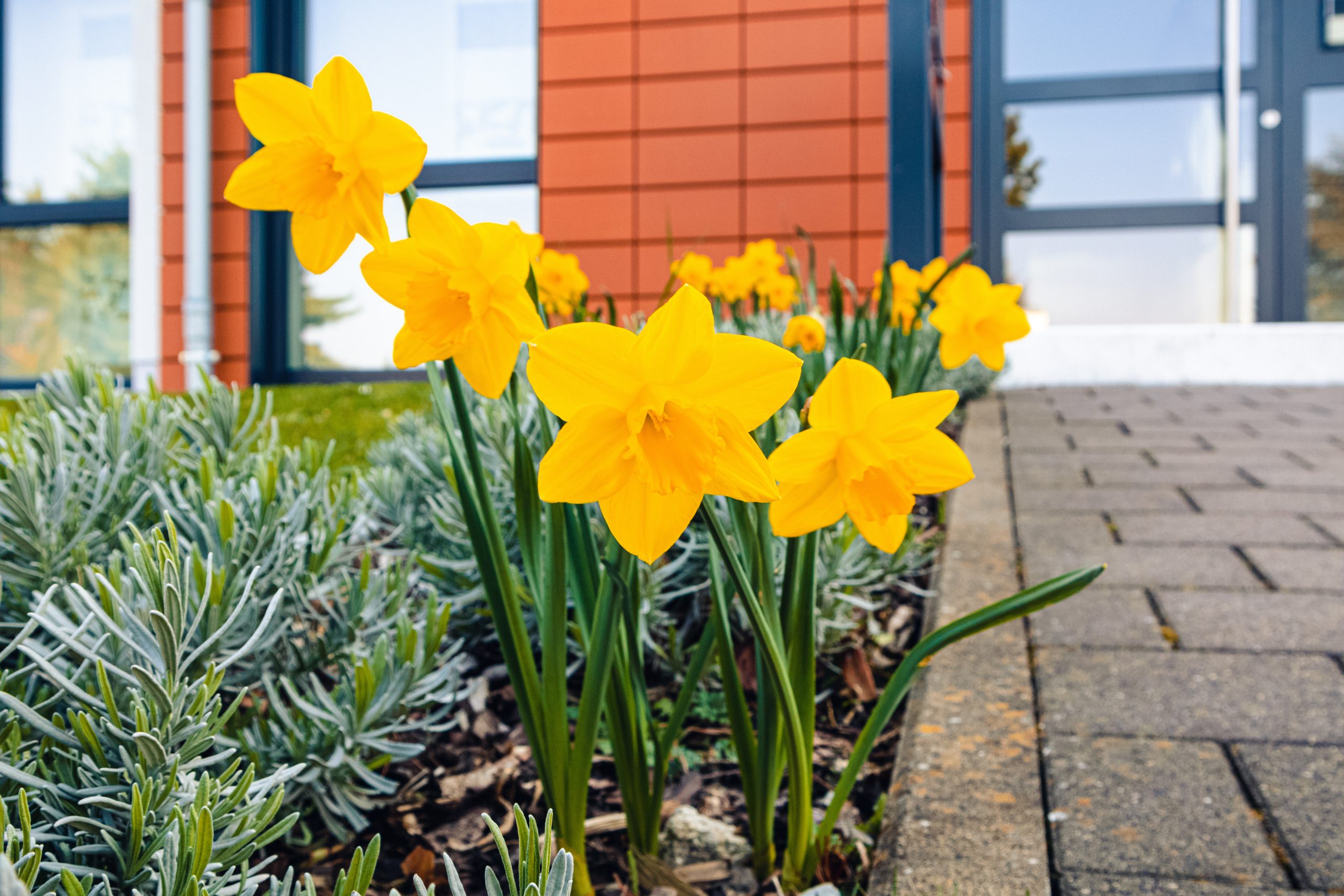 Best Fertilizer For Daffodils
