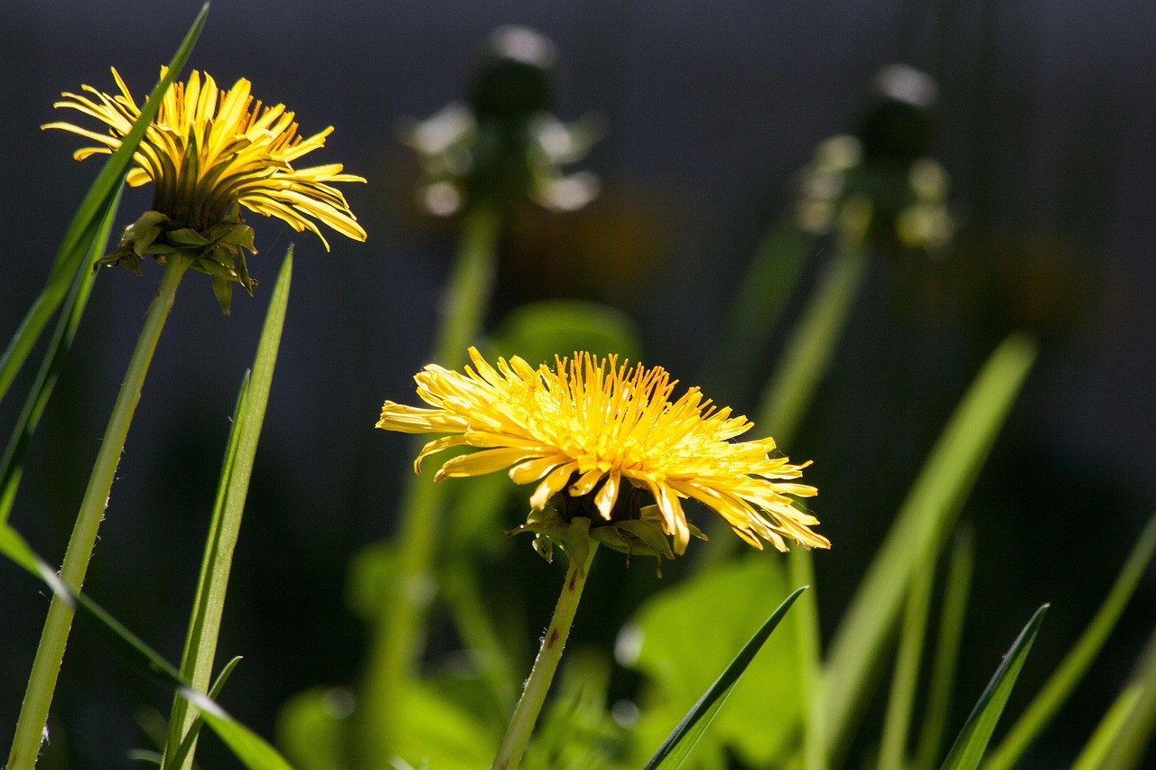 Best Fertilizer For Dandelions