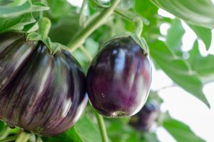 Best Fertilizer For Eggplant In Containers