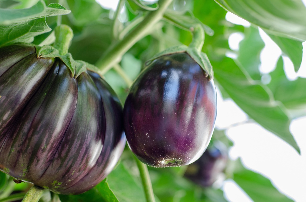 Best Fertilizer For Eggplant In Containers