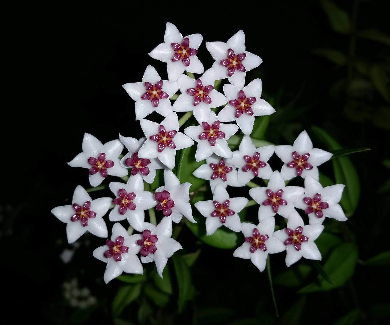 Best Fertilizer For Hoya