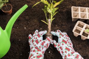 Best Fertilizer For Overseeding In Spring