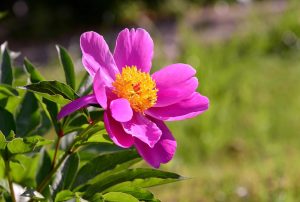 Best Fertilizer For Peony Plants