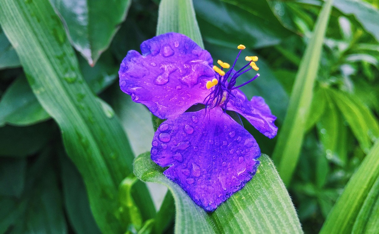 Best Fertilizer For Wandering Jew