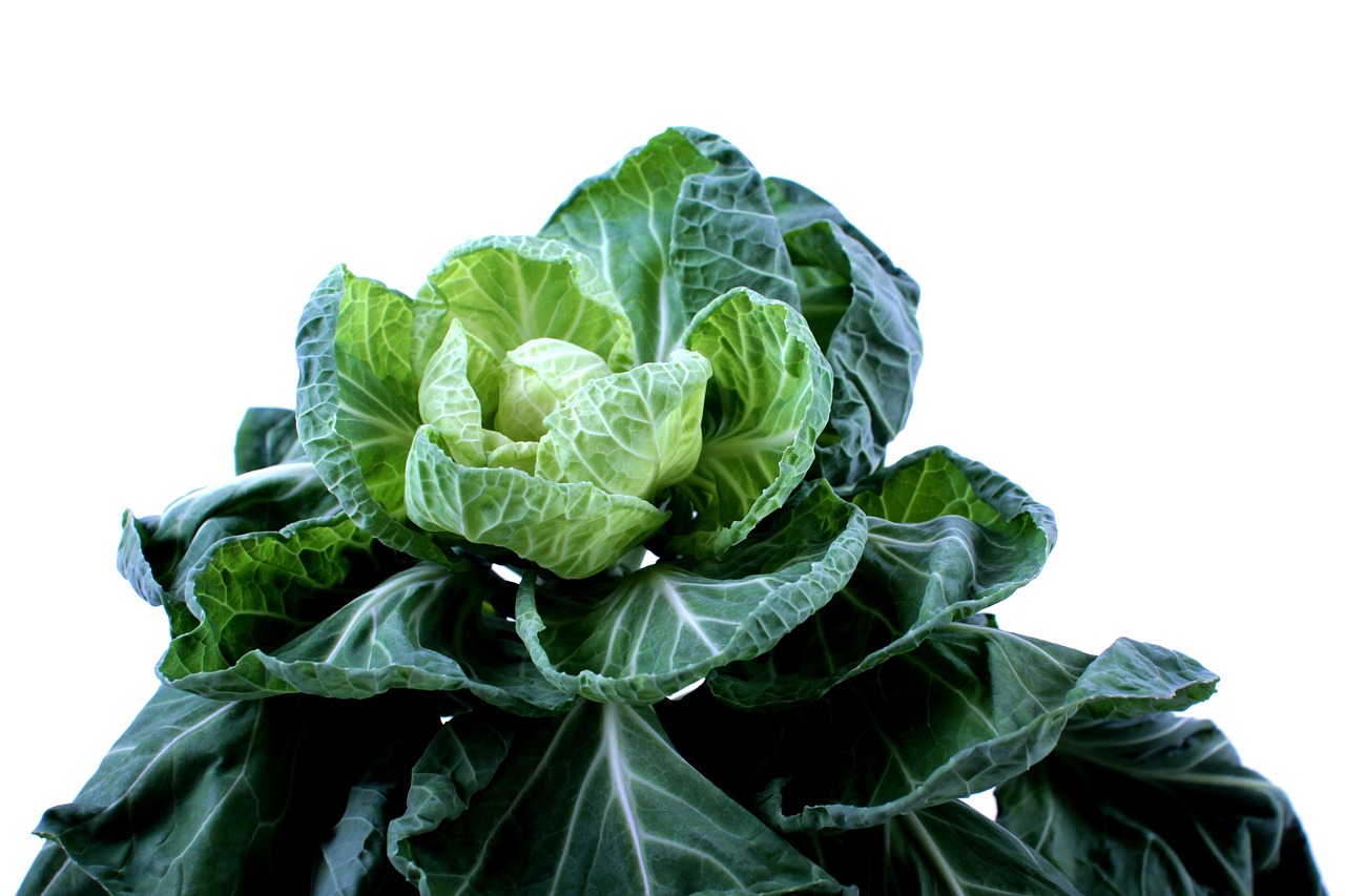 Best Fertilizer for Brussel Sprouts