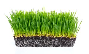 Best Fertilizer for New Sod Lawns 