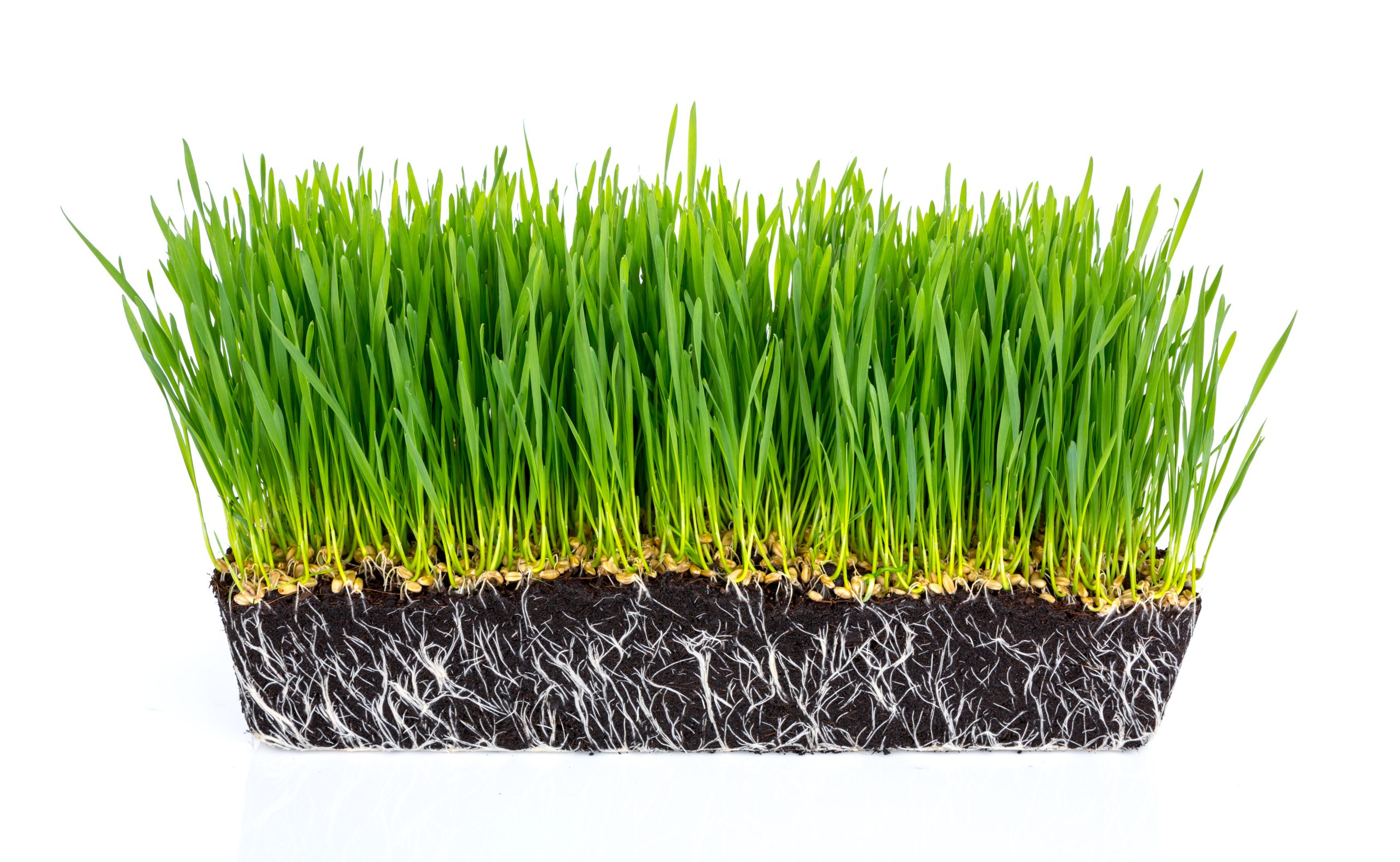 Best Fertilizer for New Sod Lawns