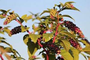 Best Herbicide For American Pokeweed Storage Yards