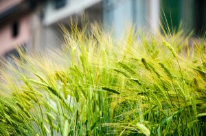 Best Herbicide For Annual Ryegrass In Wheat Fields