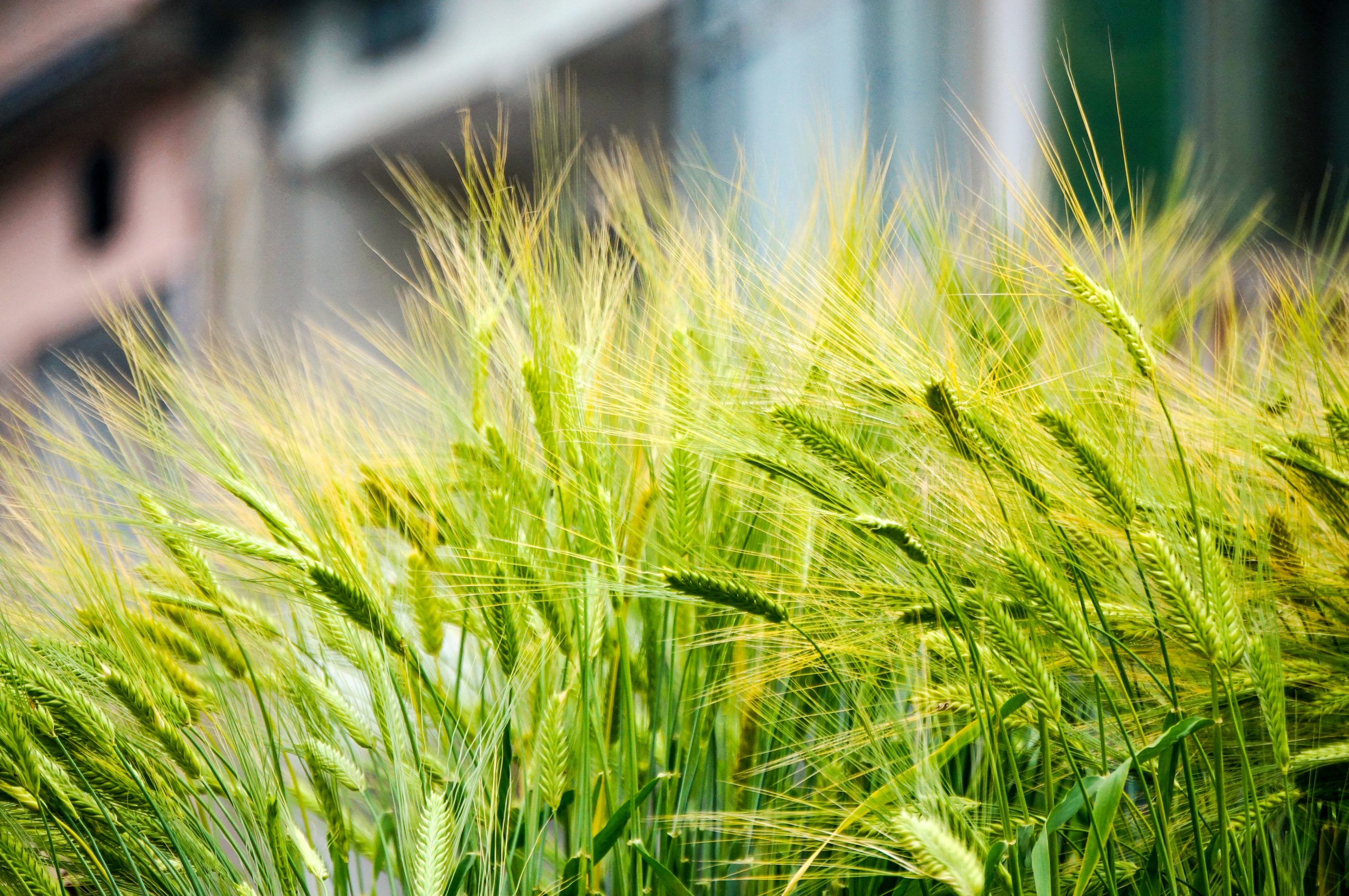 Best Herbicide For Annual Ryegrass In Wheat Fields