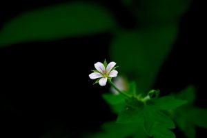 Best Herbicide For Carolina Geranium