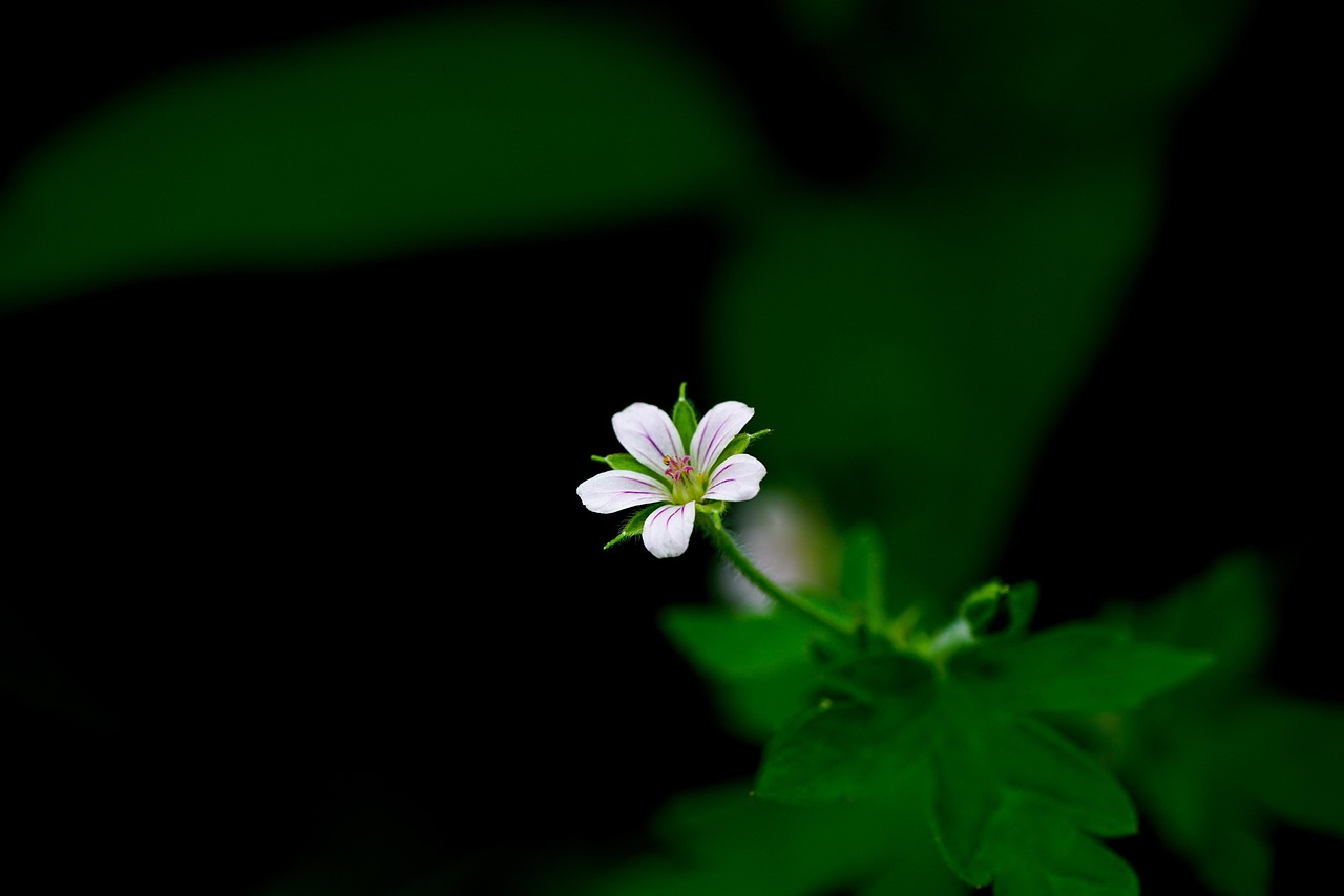 Best Herbicide For Carolina Geranium