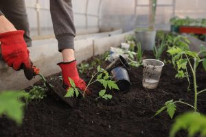 Best Herbicide For Controlling Weeds In Vegetable Gardens