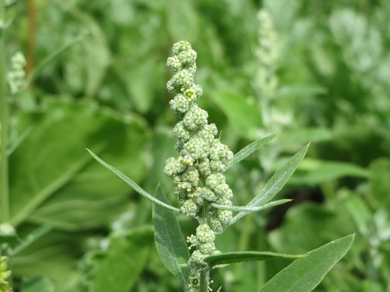 Best Herbicide For Lambsquarters In Corn And Soybean Fields