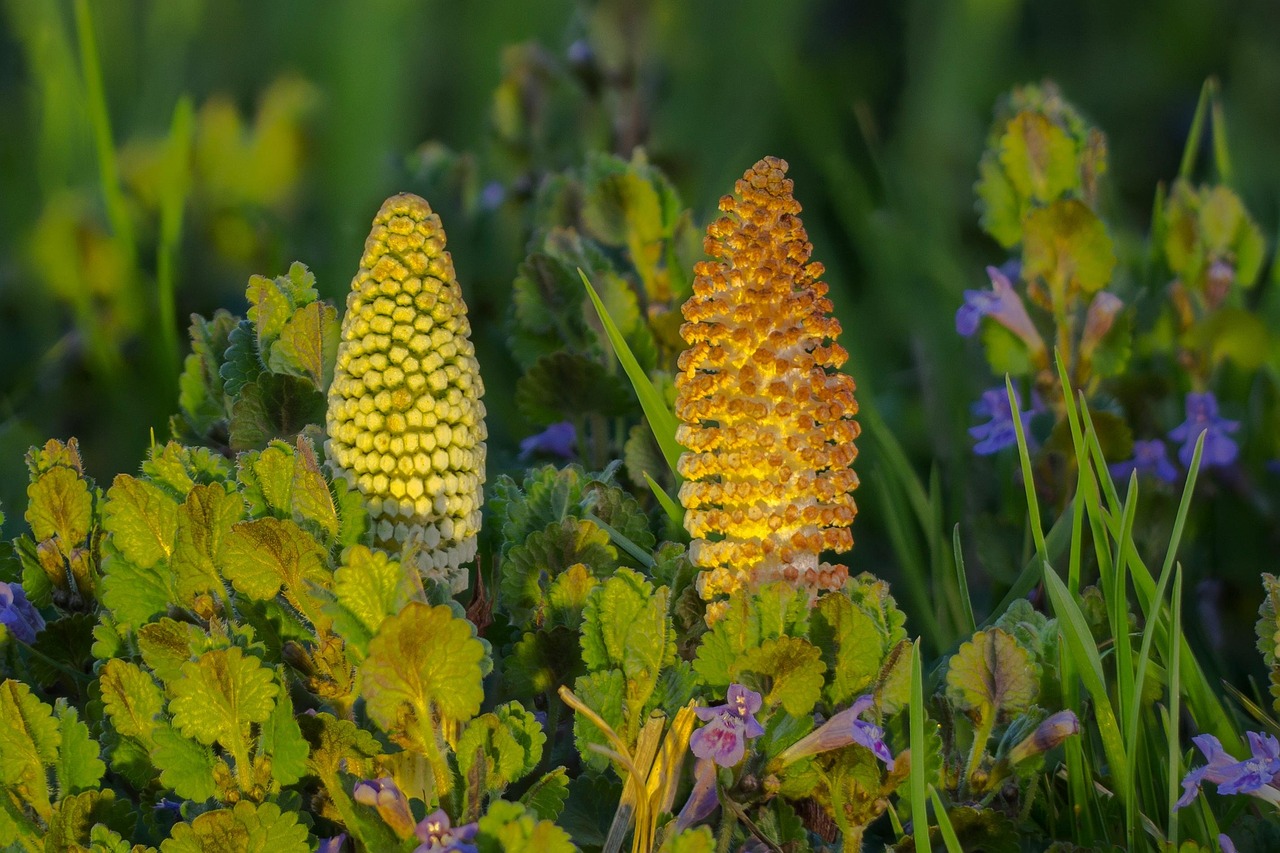 Best Herbicide For Removing Horsetail In Lawns