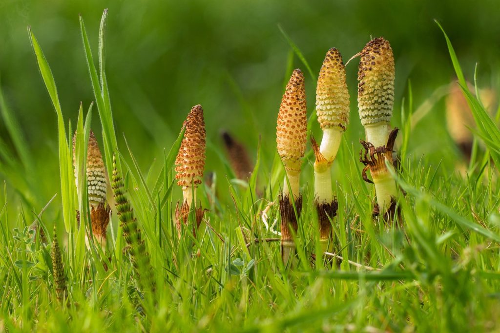 horsetail-weed-identification-guide-weedbom