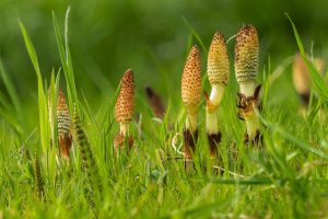 Horsetail Weed Identification Guide