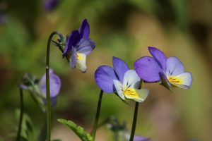 How To Identify Wild Violet Weeds