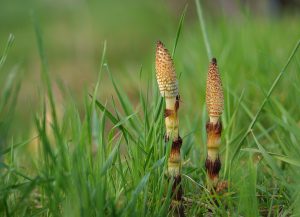 Weeds That Look Like Horsetail
