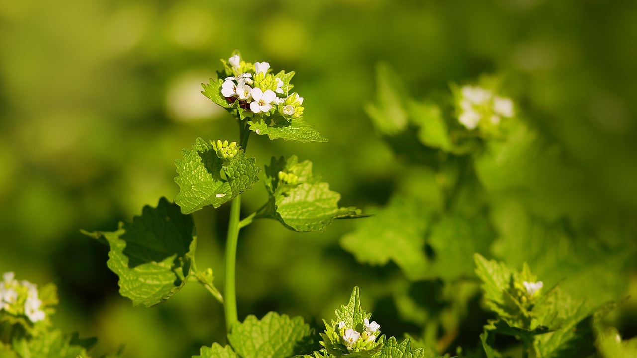 What Chemical Kills Garlic Mustard