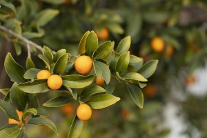 Best Fertilizer For Satsuma Trees