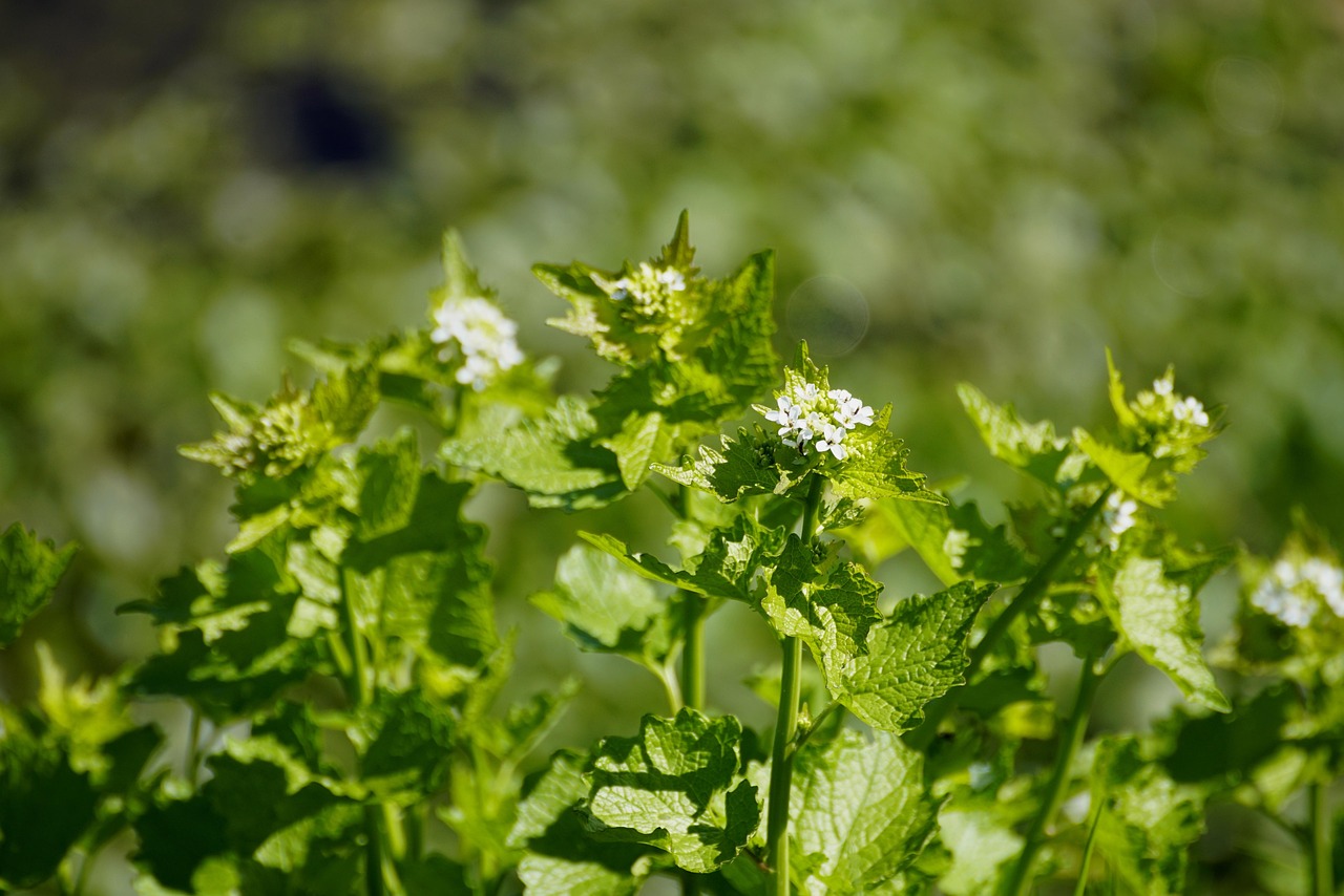 Garlic Mustard Infestation Management