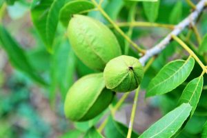Best Fertilizer For Pecan Tree