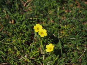 Best Herbicide For Creeping Woodsorrel
