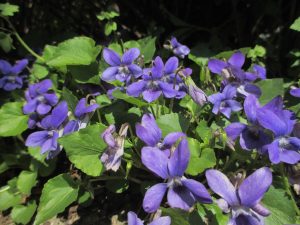 Best Herbicide For Wild Violets