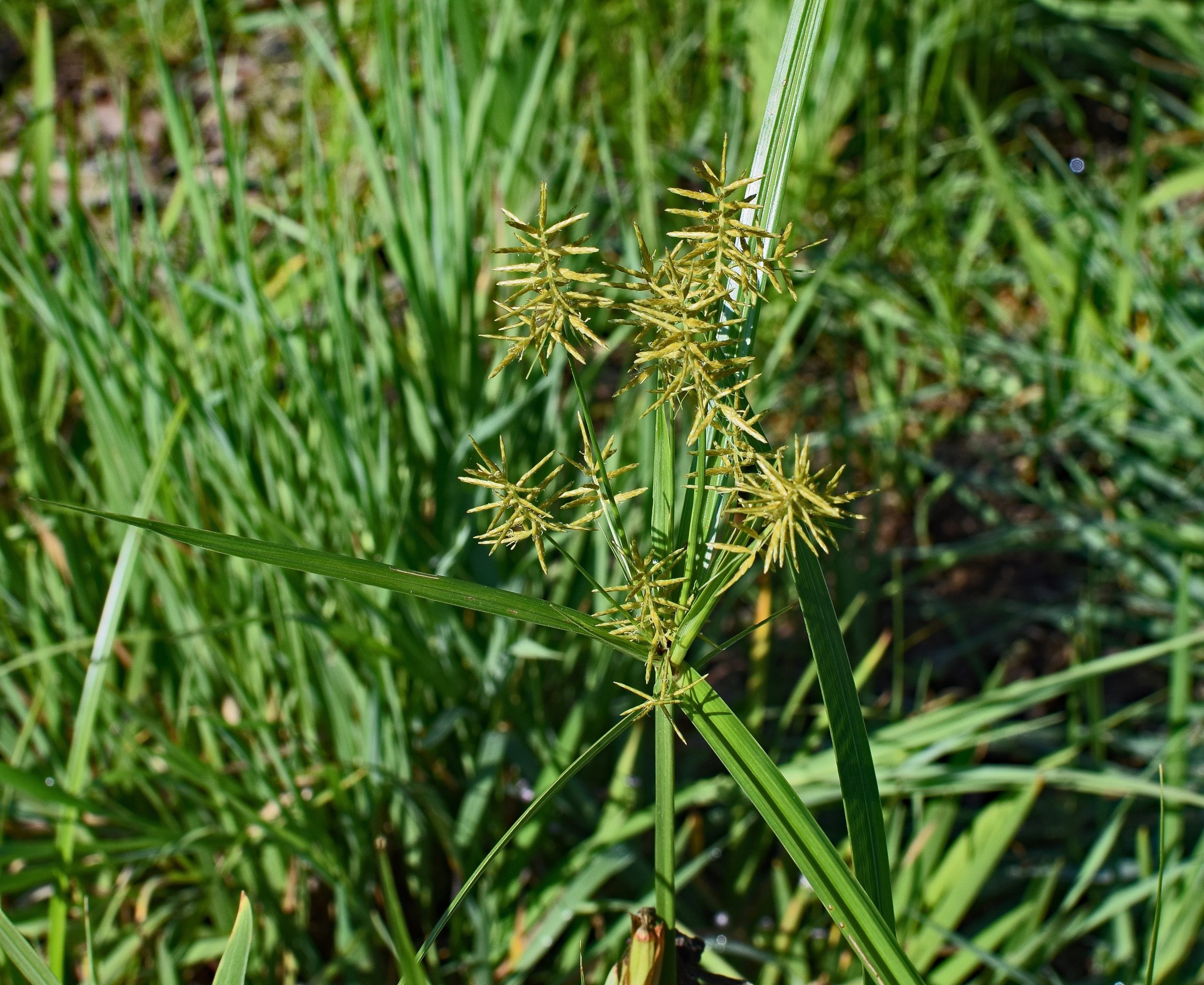 Grass That Looks Like Nutsedge But Isn’t