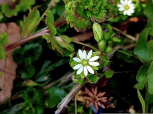 How To Get Rid Of Chickweed Without Killing Grass