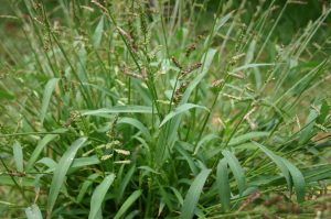Best Herbicides For Barnyard Grass
