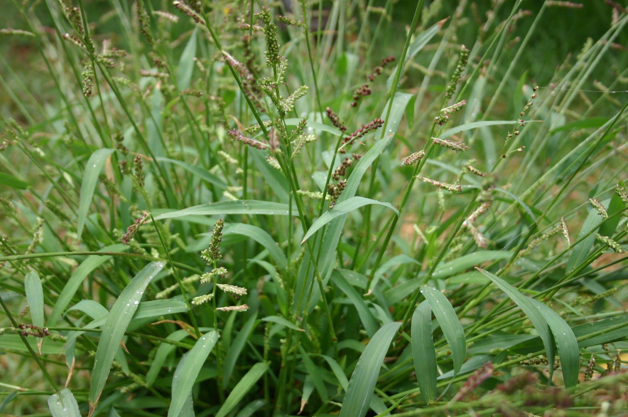 Best Herbicides For Barnyard Grass