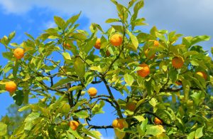 4 In One Fruit Trees