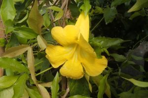 How Do I Get Rid Of Catclaw Vine?