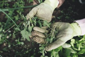 What Weeds Should You Not Pull? 