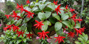 Best Fertilizer For Lipstick Plant In Pots
