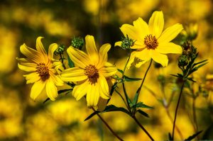 Best Herbicide For Bearded Beggarticks