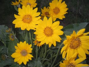 Best Herbicides For Arrowleaf Balsamroot 