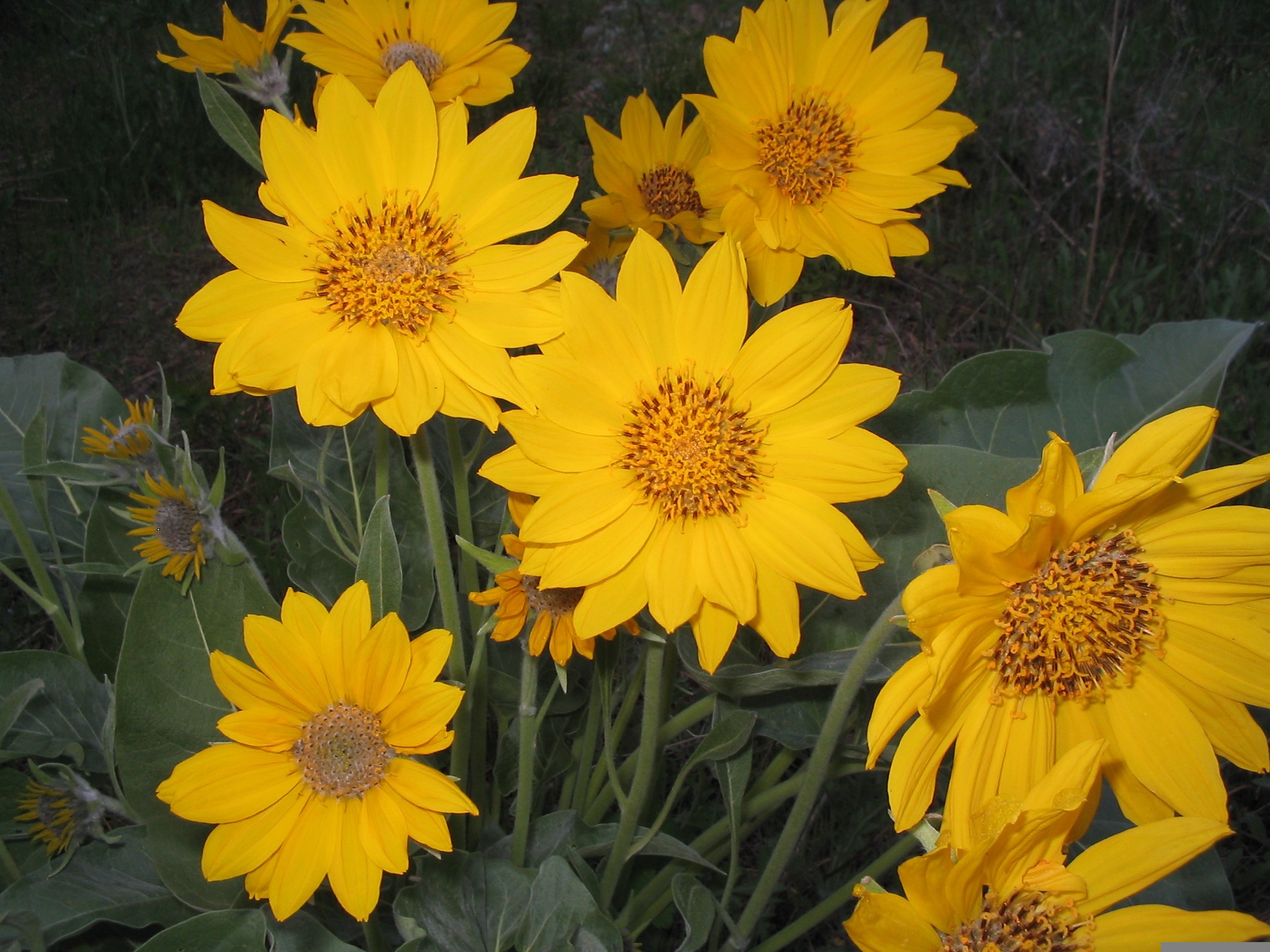 Best Herbicides For Arrowleaf Balsamroot
