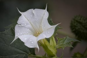 Best Herbicides For Devil’s Trumpet