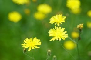 Best Herbicides For Flatweed 