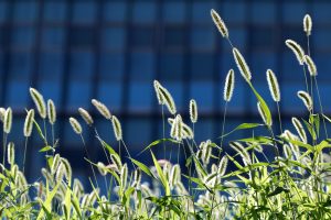 Best Herbicides For Green Foxtail