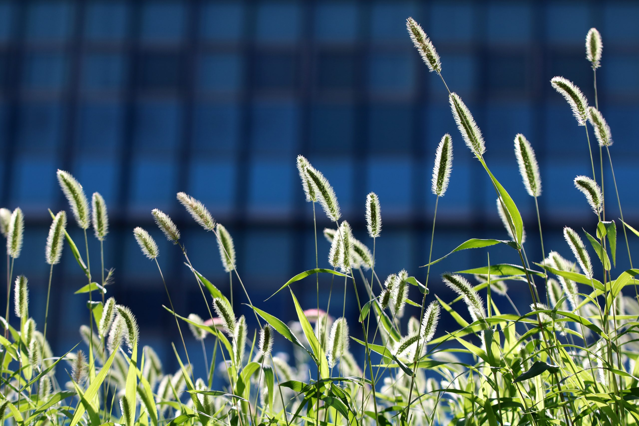 Best Herbicides For Green Foxtail